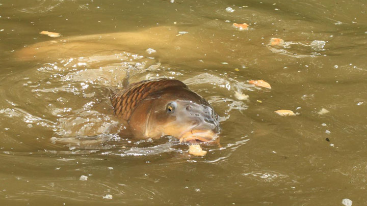 Carp surface feeding.